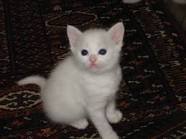 white kitten