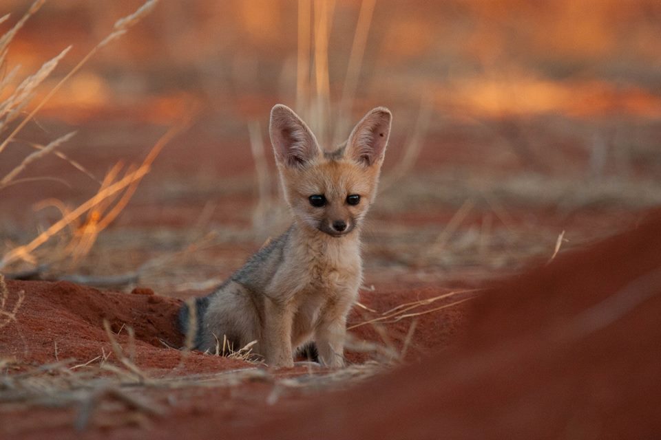 baby dingo