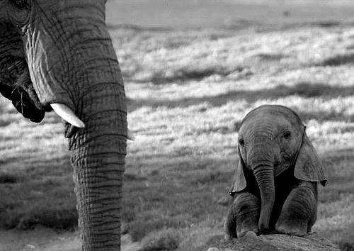 baby elephant