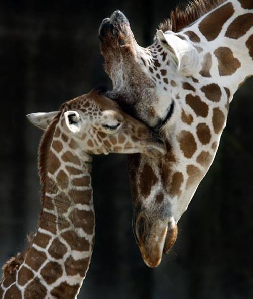 baby giraffe