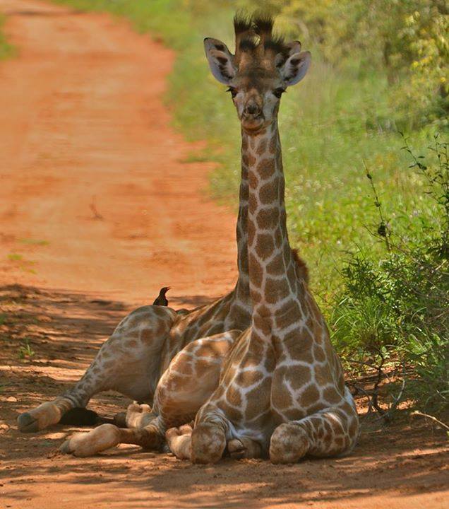 baby giraffe