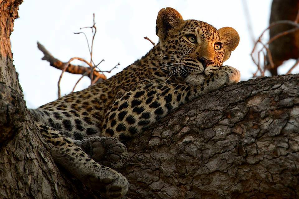 baby leopard