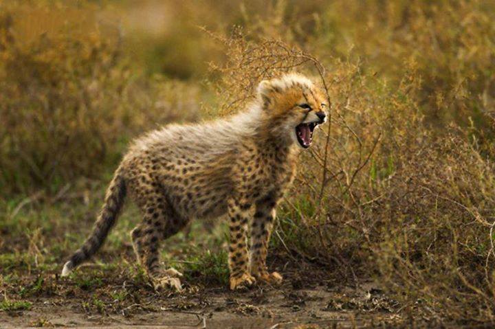 baby leopard