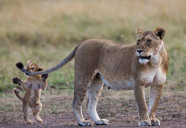 baby lion