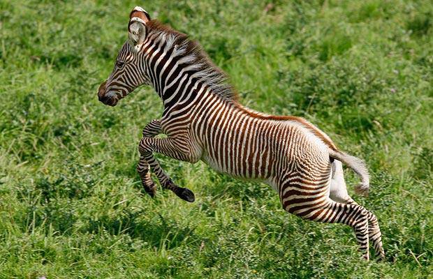 baby zebra