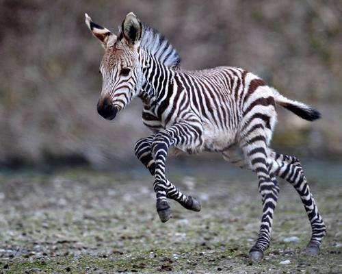 baby zebra