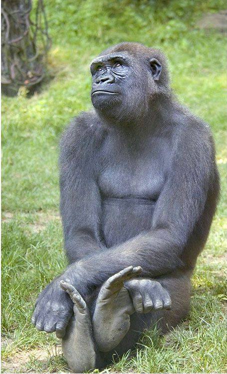 DAYDREAMING GORILLA