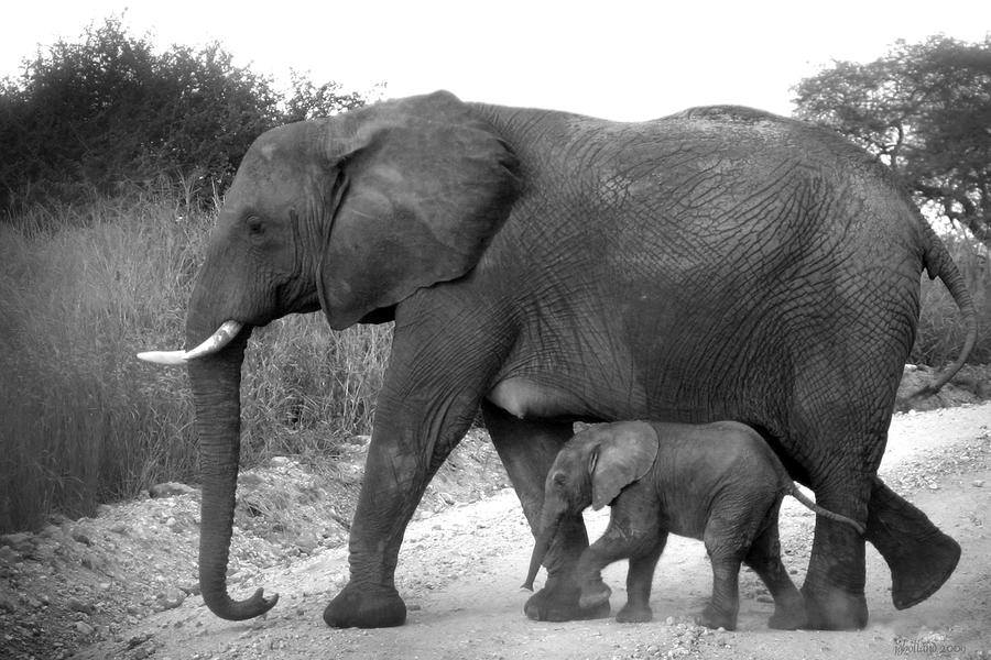 ELEPHANT MOMMA