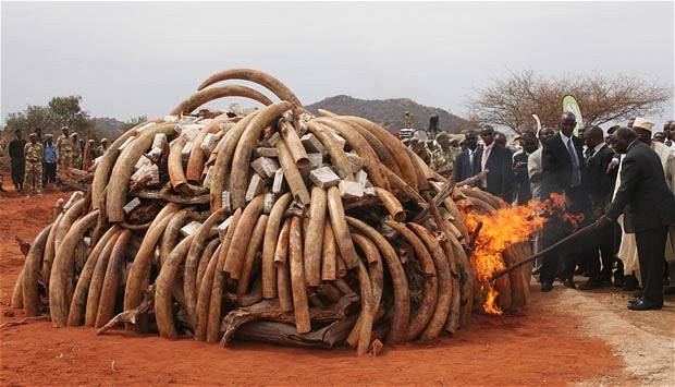 ELEPHANT TUSKS