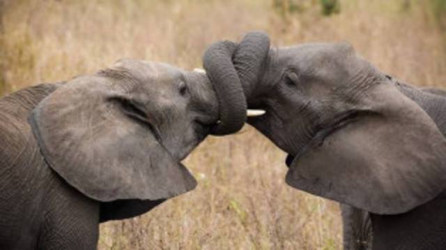 ELEPHANTS  LOVING