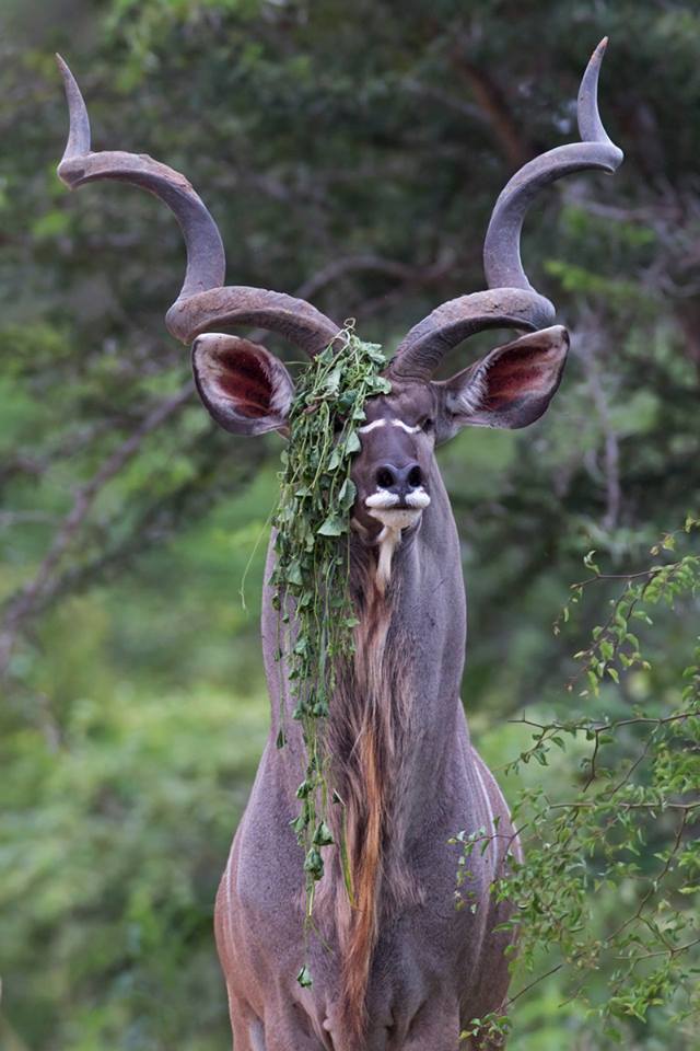 KUDU