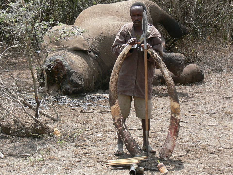 TUSKS ELEPHANT