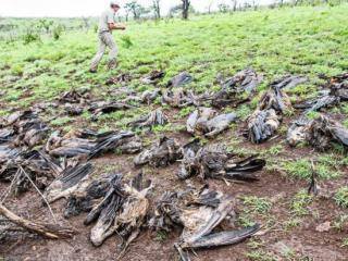 POISONED VULTURES