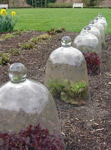 bell jar plants