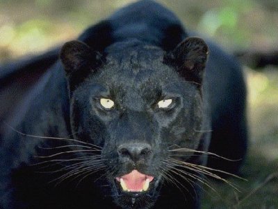 Black Panthera Shamanic 74