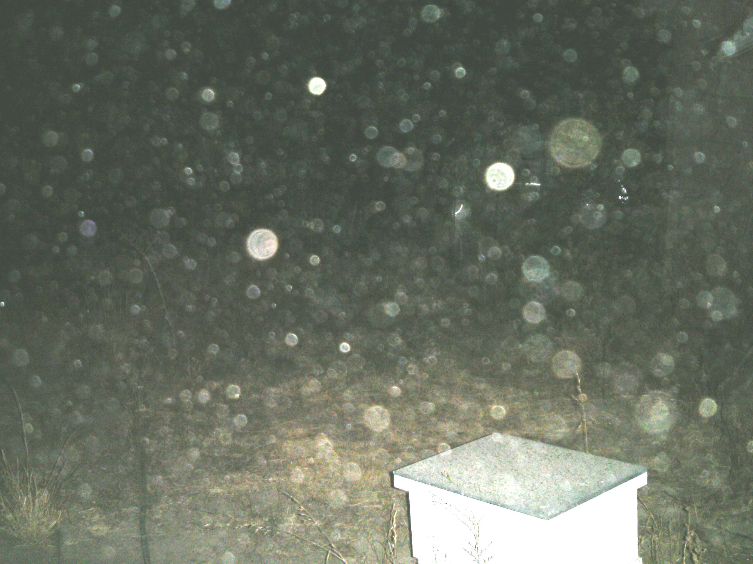 orbs near bee hive