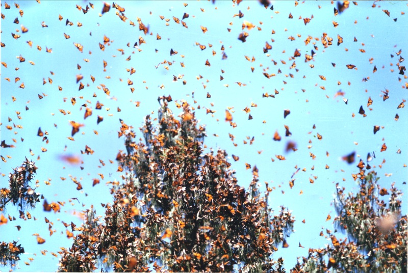 MEXICO MONARCHS