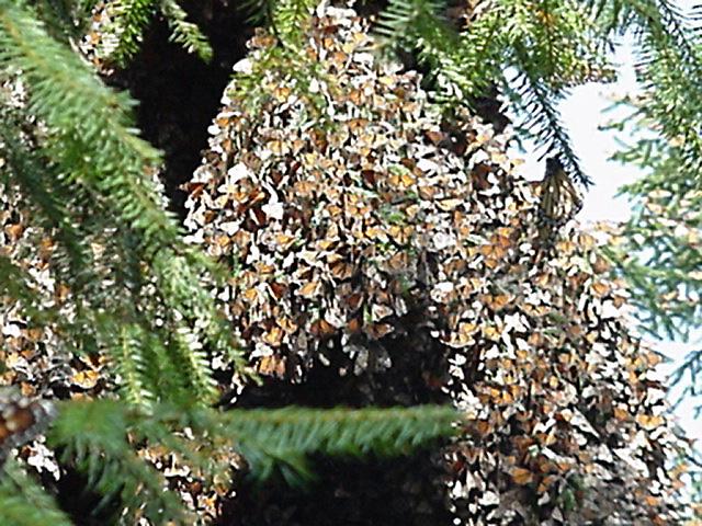 MONARCH CLUSTER