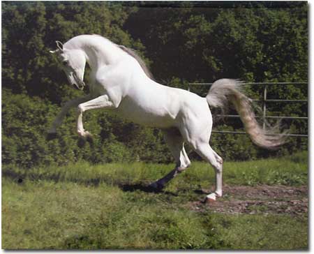 white horse