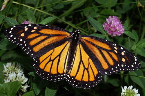 MONARCH BUTTERFLY FEMALE