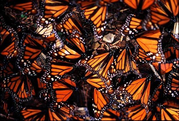 monarch butterflies