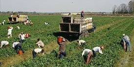 migrant workers