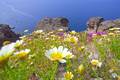 Daisies and the caldera near Akrotiri (Photo: Tom Pfeiffer)