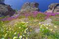 Spring-time flowers and the caldera (Photo: Tom Pfeiffer)