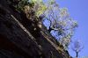 Smooth fracture surfaces at the lava dome: trees, having their roots reach into the tiniest crevaces, are clinging onto the vertical walls like free-climbers.