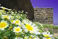 Spring flowers in front of the ancient castle Paliocastro at Mandraki/Nisyros. (Photo: Tobias Schorr)