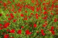 Red poppies on a field near Adamas, Milos (Photo: Tom Pfeiffer)