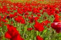 Red poppies on a field near Adamas, Milos (Photo: Tom Pfeiffer)