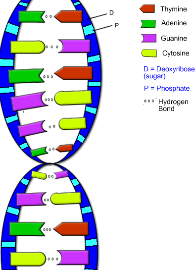 DNA upgrade and ascension, December 21, 2012