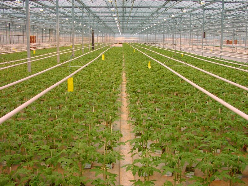 TOMATOES IN A GREENHOUSE