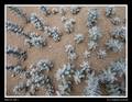 Nice plants at the beach near Mytikas (Helichrysum rupestre (?)  (Photo: Tobias Schorr)