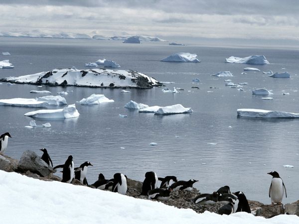 gentoo penguins  - antarctica