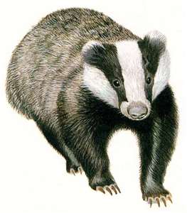 BADGER UK