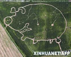 CROP CIRCLE GIANT PIG  2007