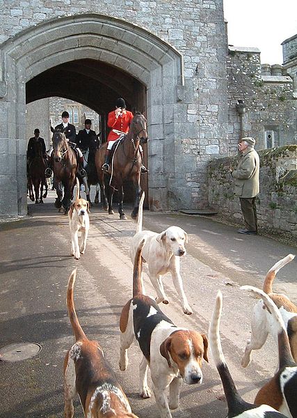 fox hunting in uk