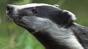 Badger