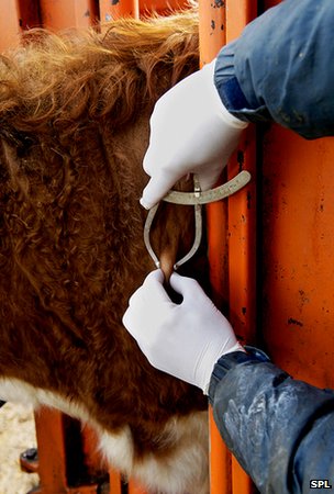 Cattle testing for TB