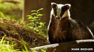 Badger (photo by Mark Bridger from BBC Autumnwatch Flickr group)