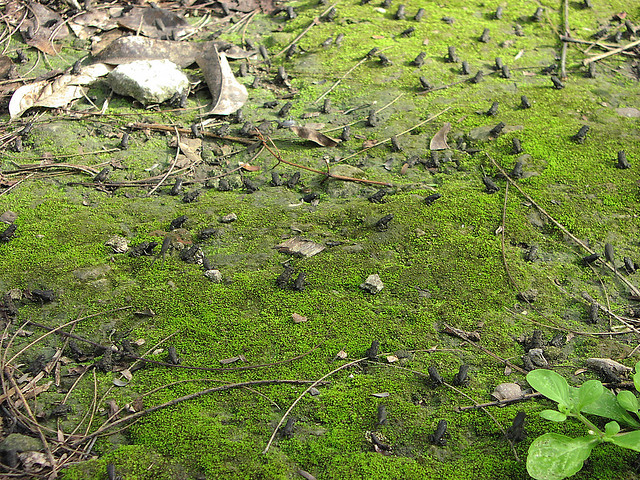 plague of frogs in COBA