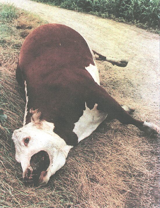 cow mutilation