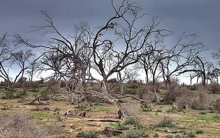 DEAD TREES