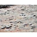 DINOSAUR TRACKS WITH MAN