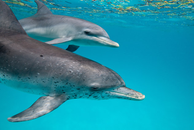 dolphins