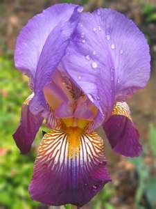 iris-purple