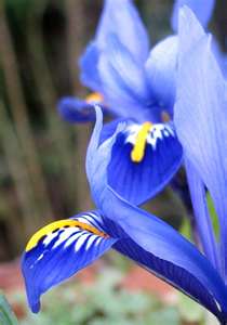 iris-blue