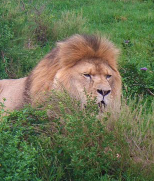 lion in te wild